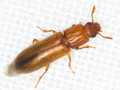 Aulonium trisulcus